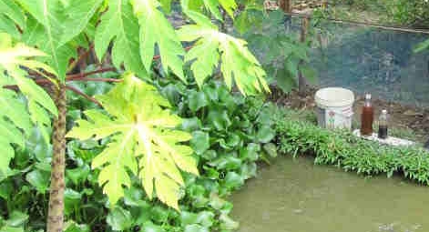 生物肥料的种类以及不同作用介绍